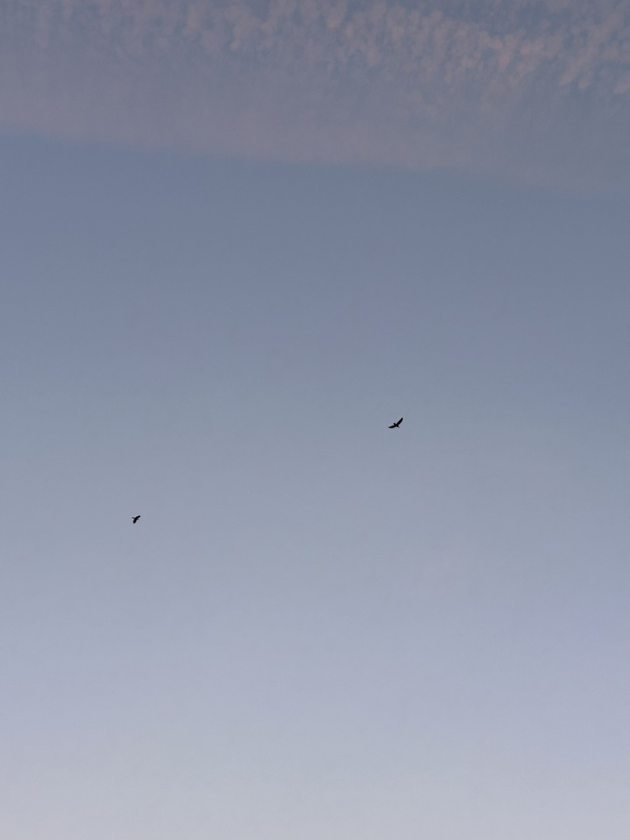 Kuzgun - ML649183838