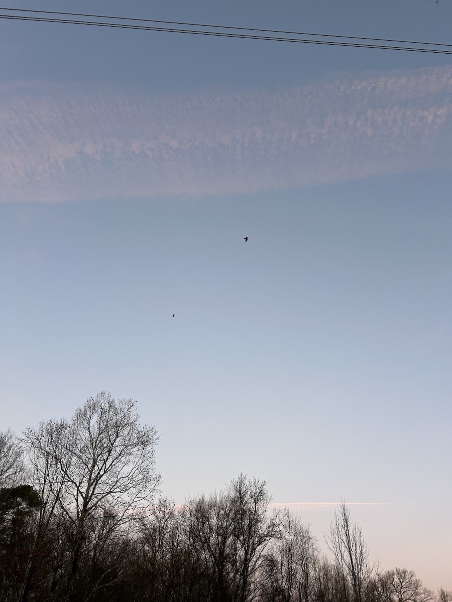 Kuzgun - ML649183839