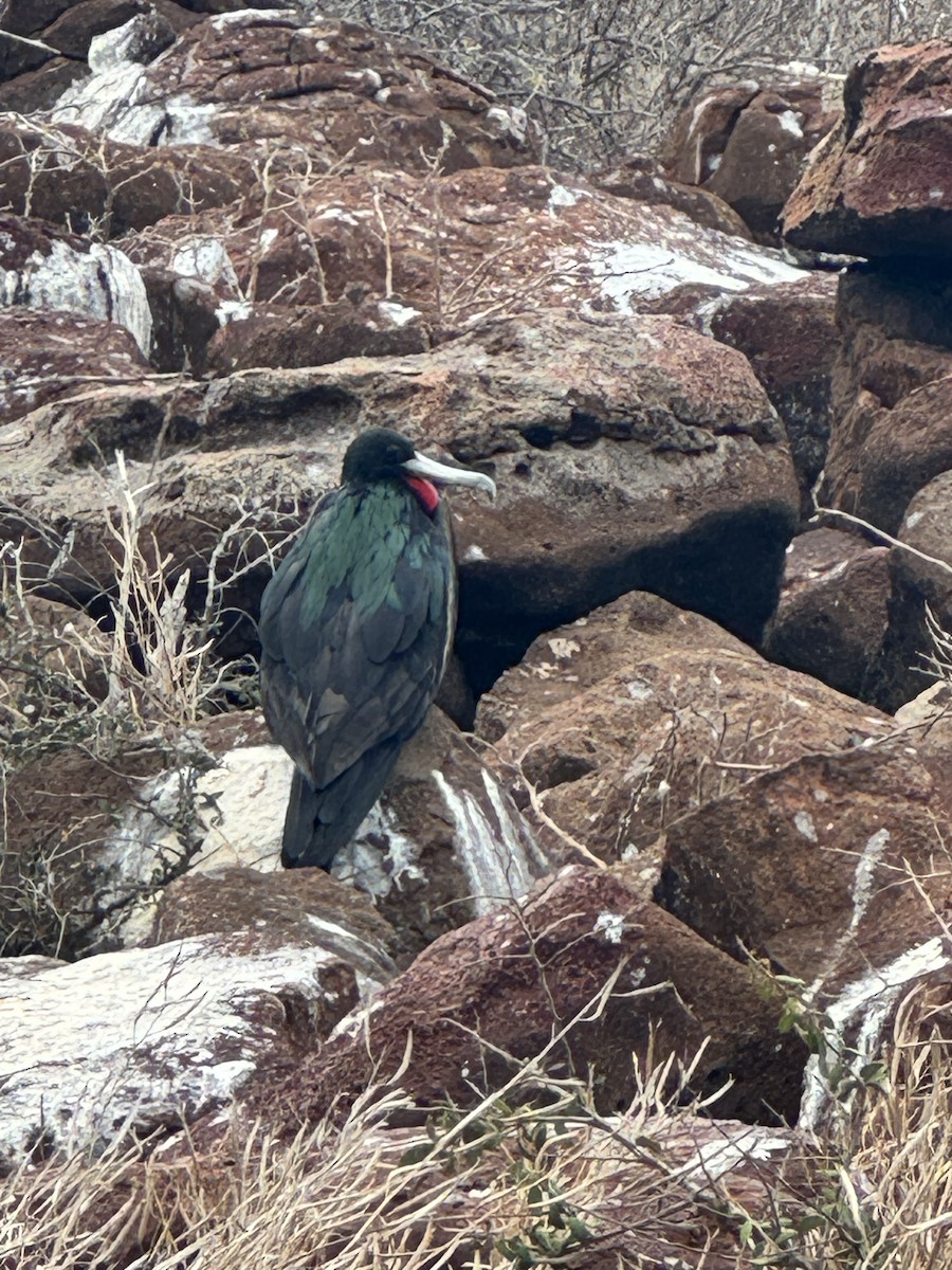 Great Frigatebird - ML649183886