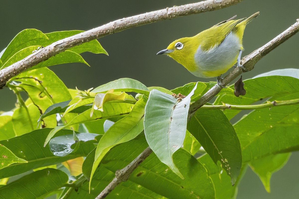 gråflankebrillefugl - ML649184001