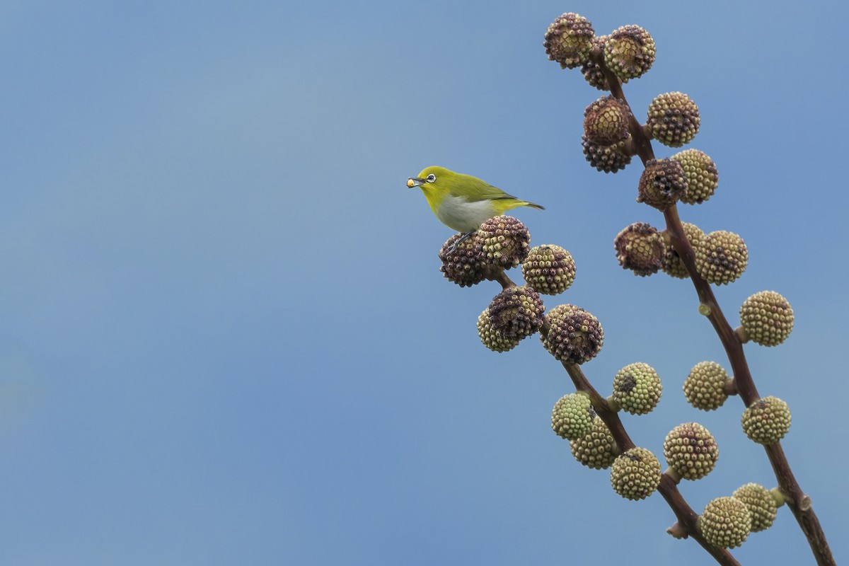 hagebrillefugl - ML649184097