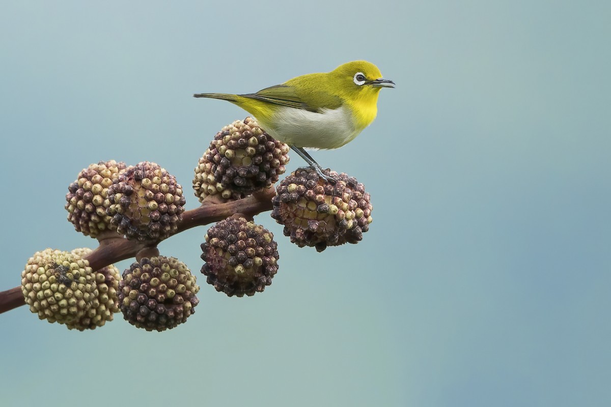 hagebrillefugl - ML649184114