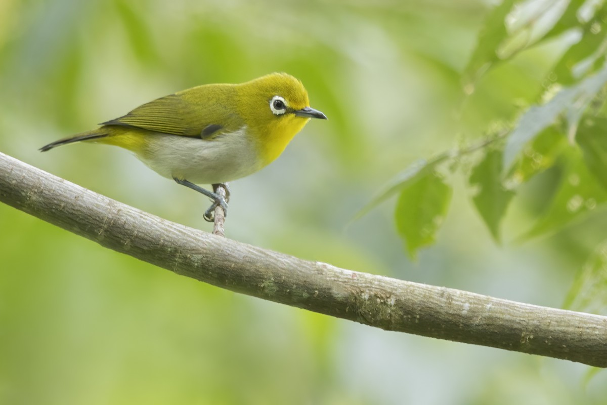 hagebrillefugl - ML649184129