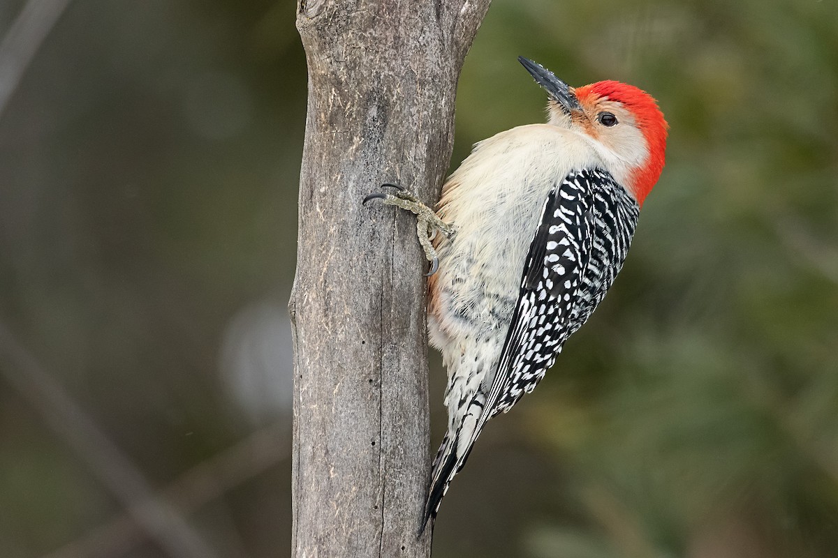 Red-bellied Woodpecker - ML649184138