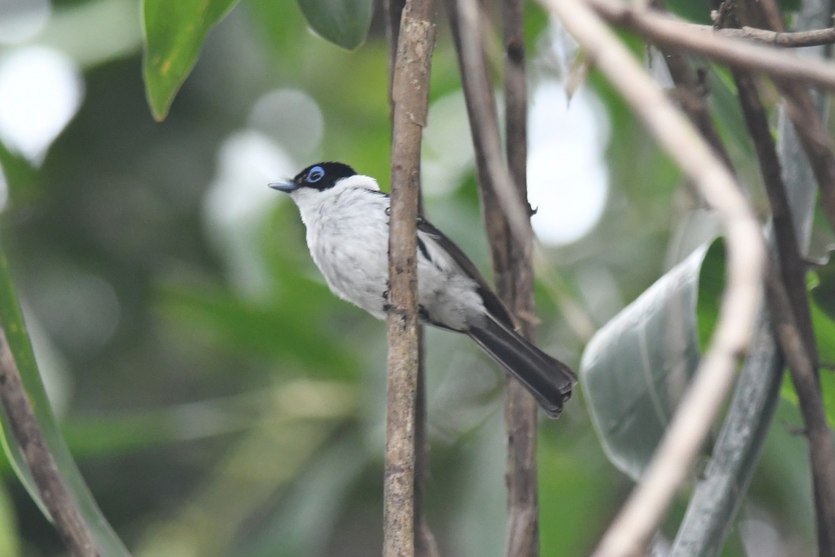 Frill-necked Monarch - ML649184263