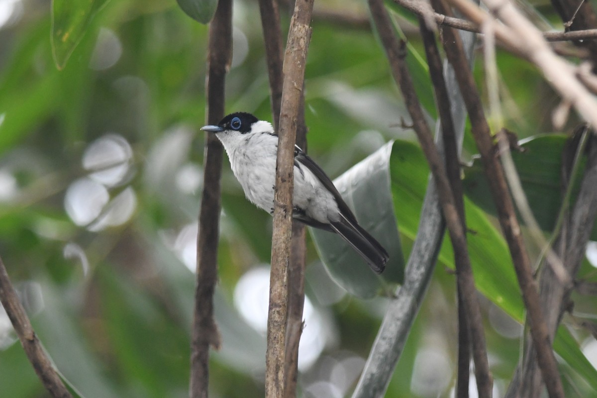 Frill-necked Monarch - ML649184264