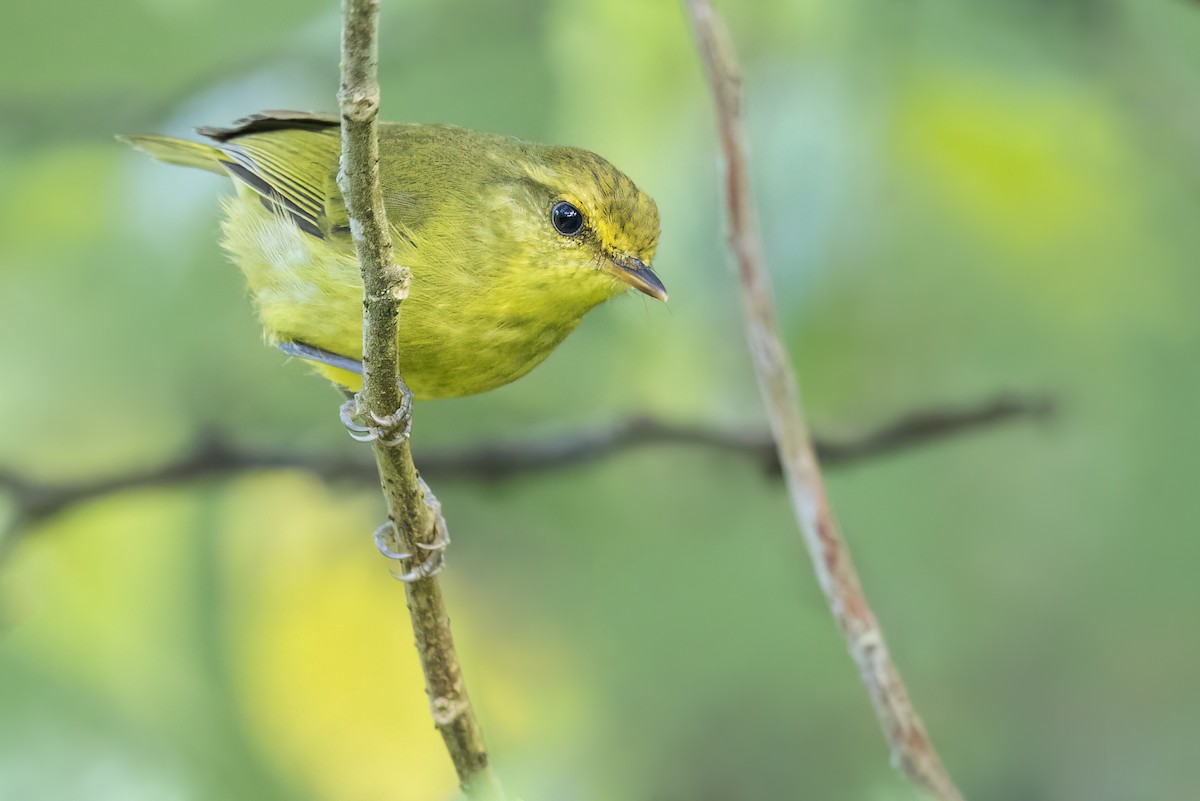 jungelsanger - ML649184295