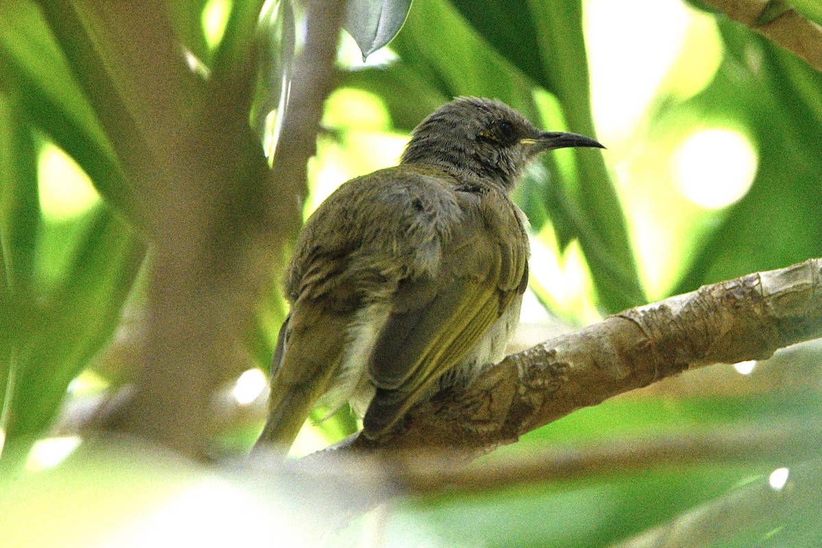 Brown Honeyeater - ML649184305