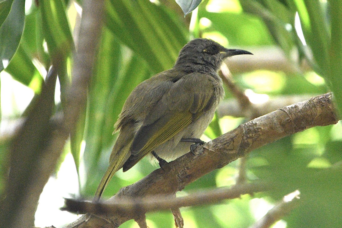 Brown Honeyeater - ML649184306