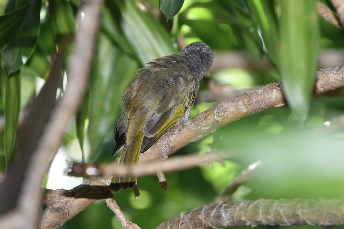 Brown Honeyeater - ML649184307