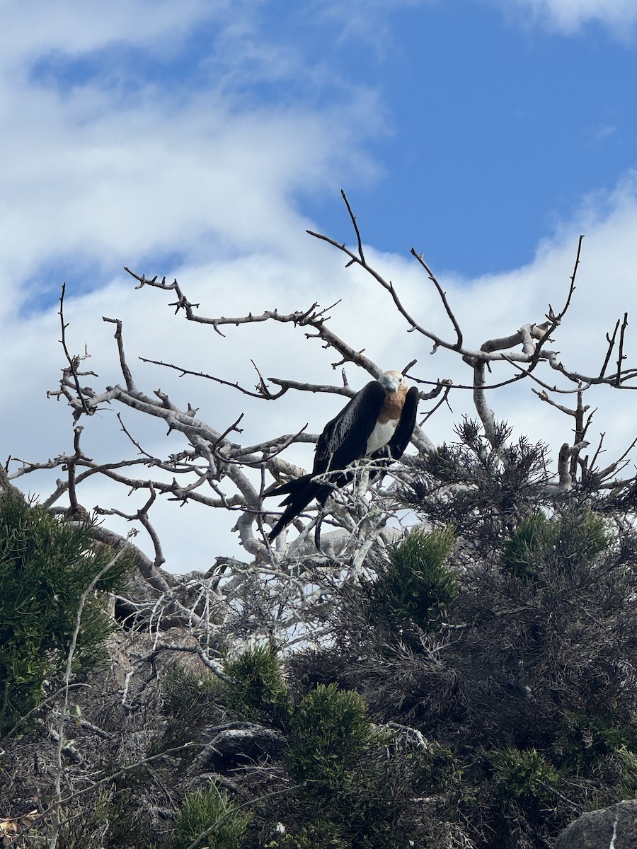 Great Frigatebird - ML649184332