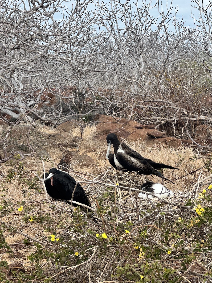 Great Frigatebird - ML649184333