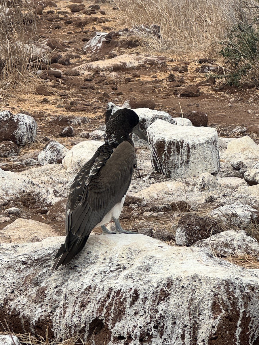 Blue-footed Booby - ML649184399