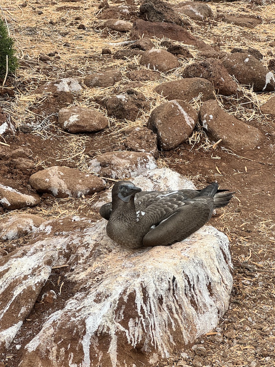 Blue-footed Booby - ML649184400