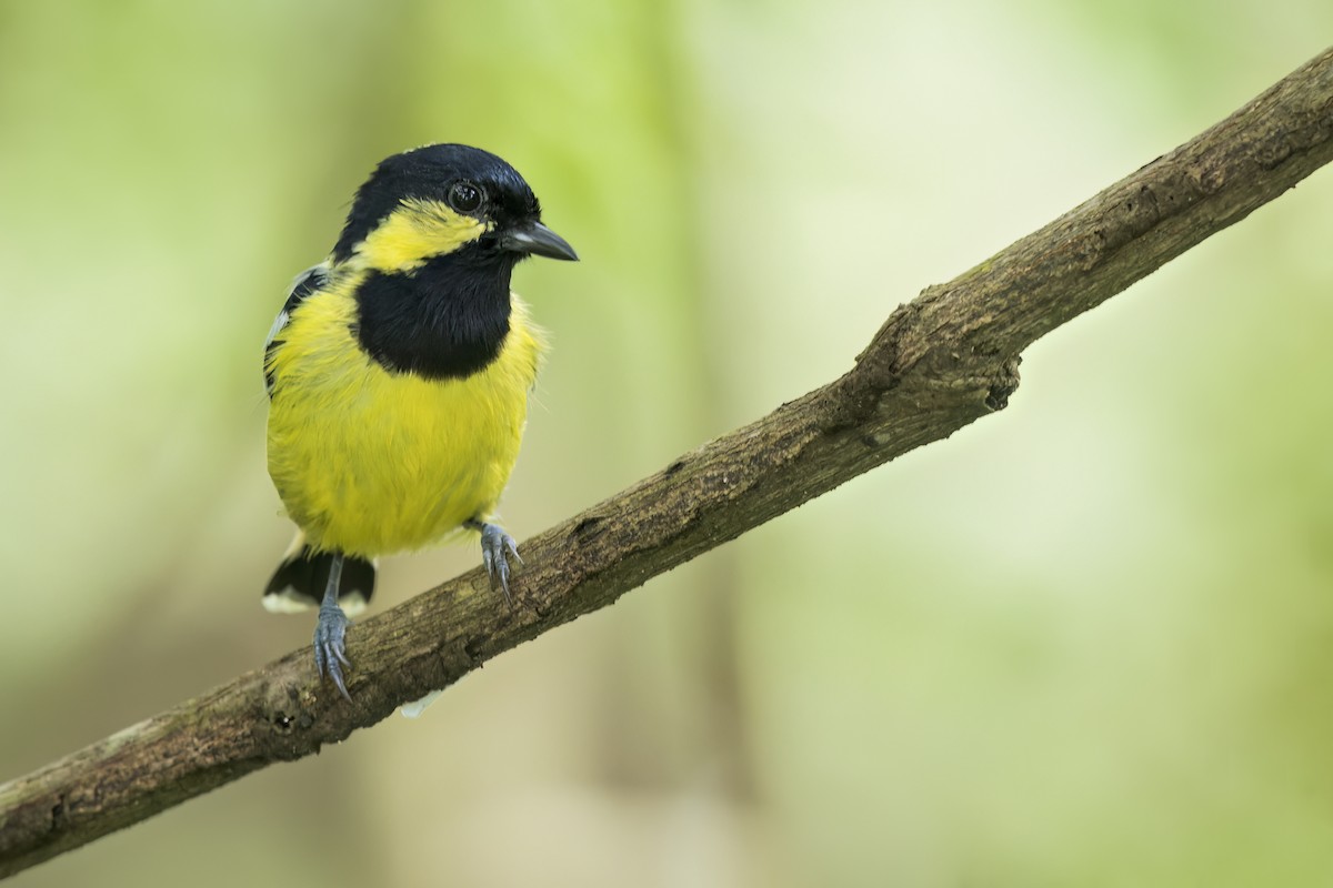 filippinermeis - ML649184602