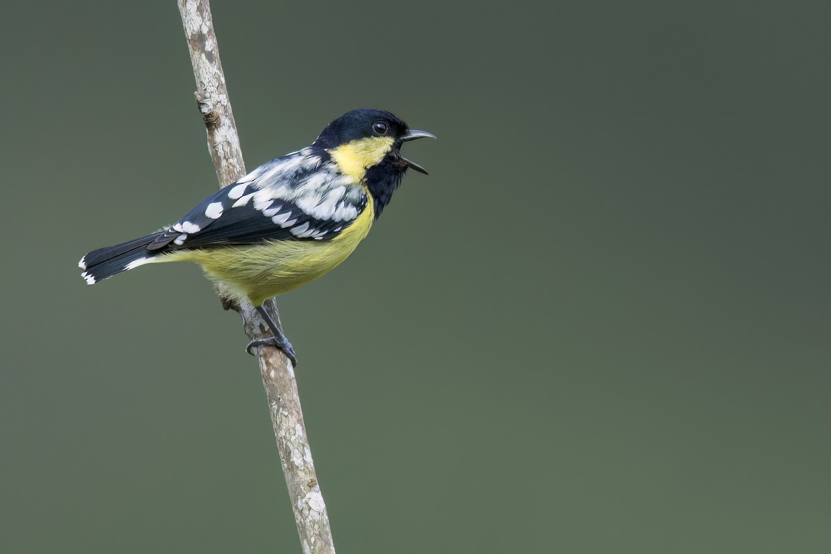 filippinermeis - ML649184635