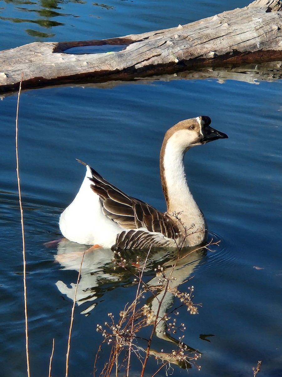 Ánsar Cisnal (variedad doméstica) - ML649185264