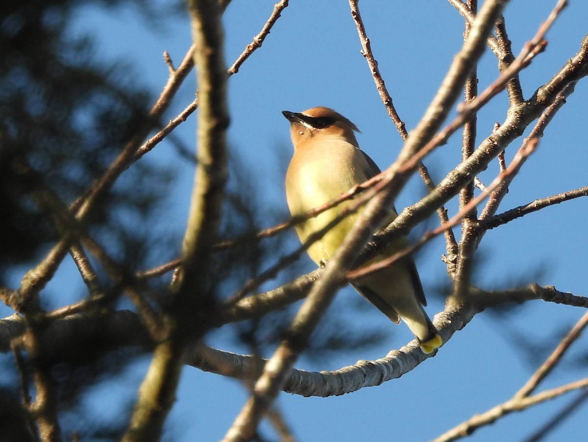 ציצנית אמריקנית - ML649185350
