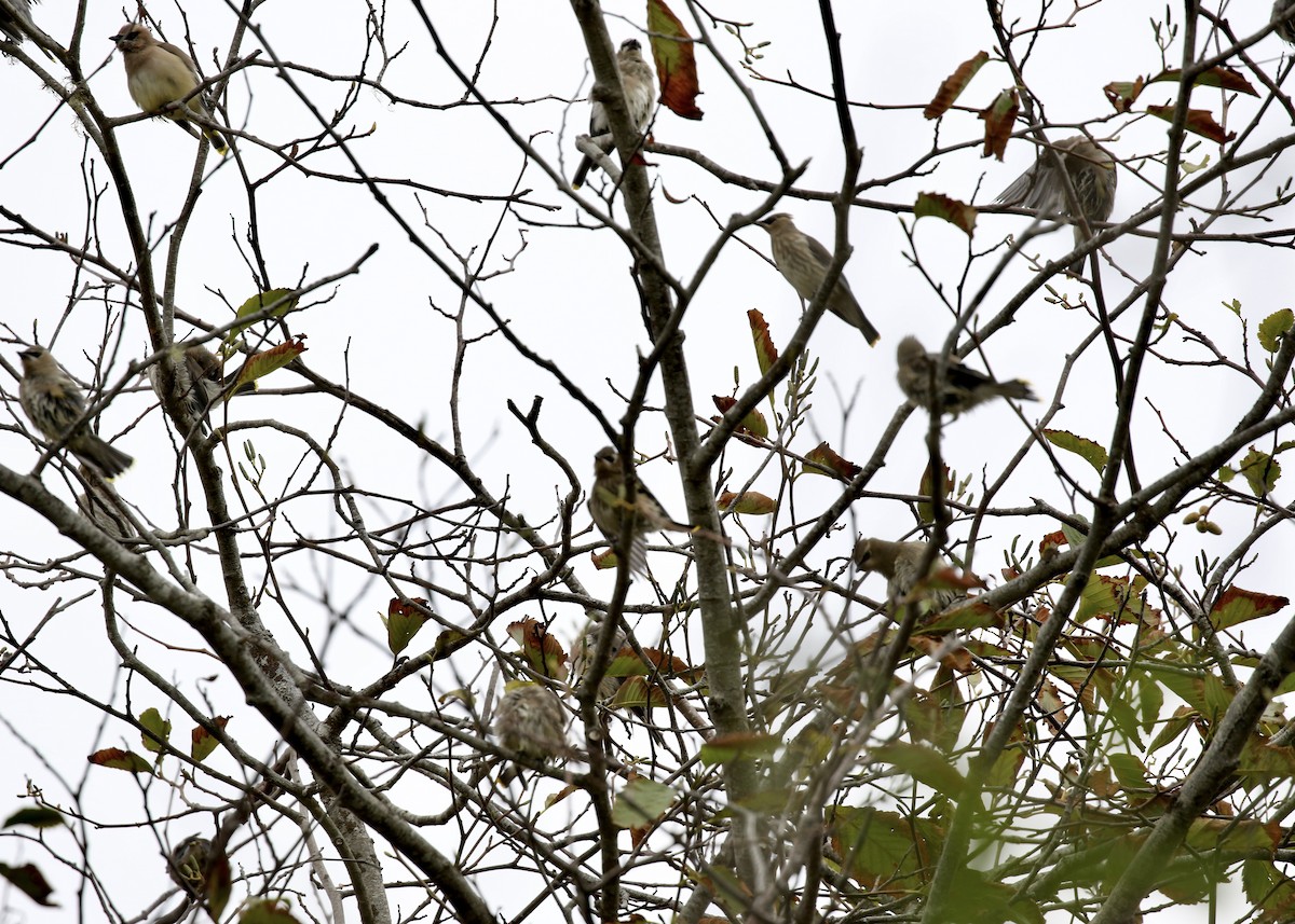 ציצנית אמריקנית - ML649185475