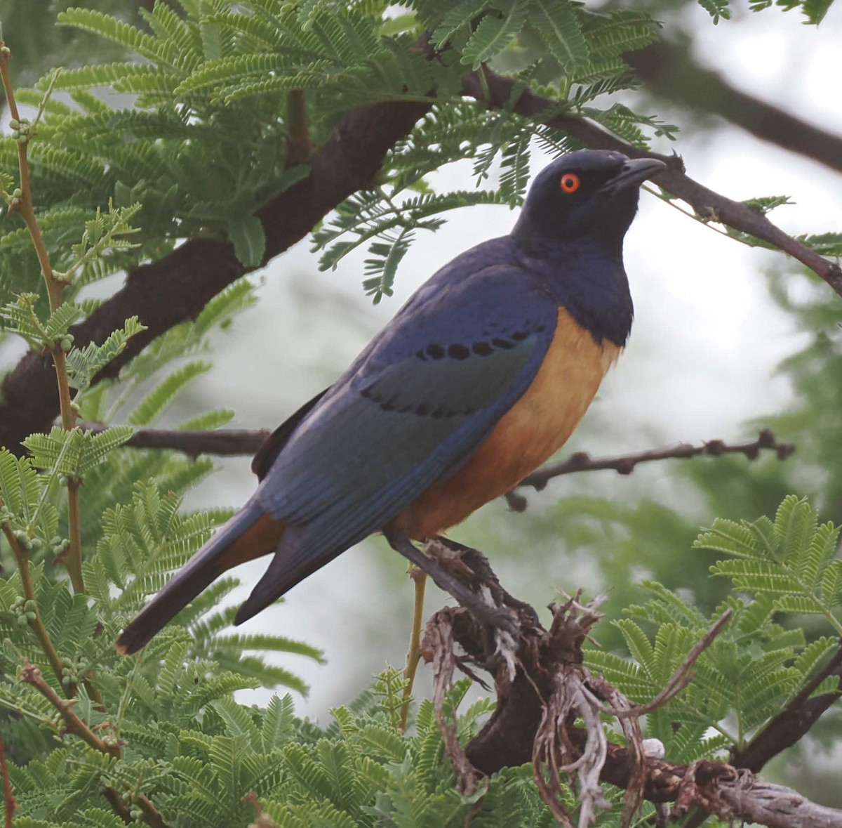 Hildebrandt's Starling - ML649185499