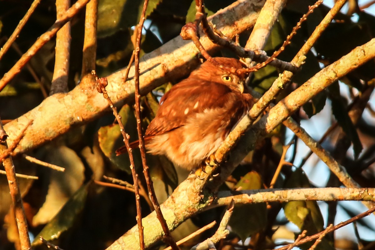 Ferruginous Pygmy-Owl - ML64918551