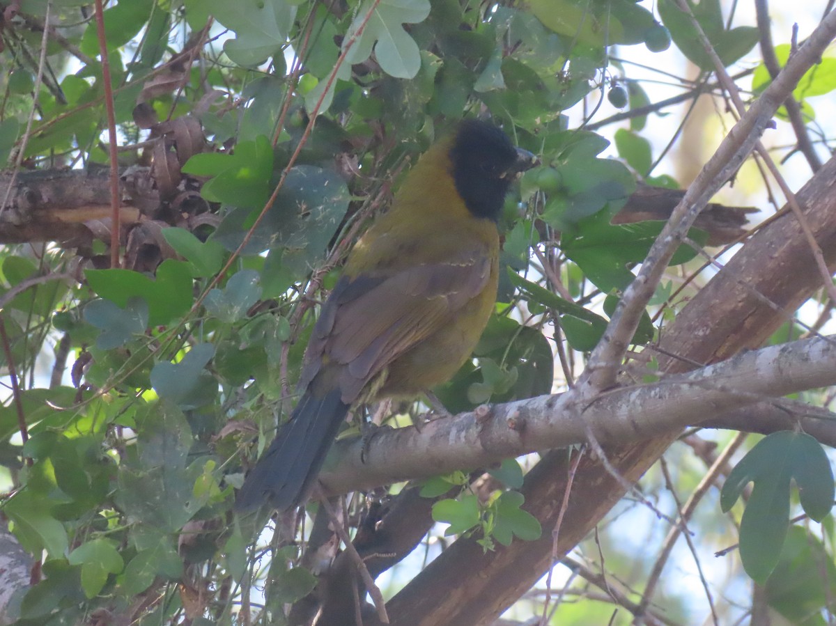 Crimson-collared Grosbeak - ML649185646