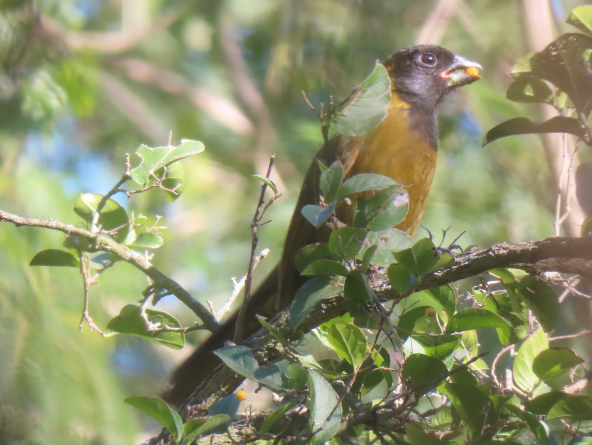 Crimson-collared Grosbeak - ML649185647