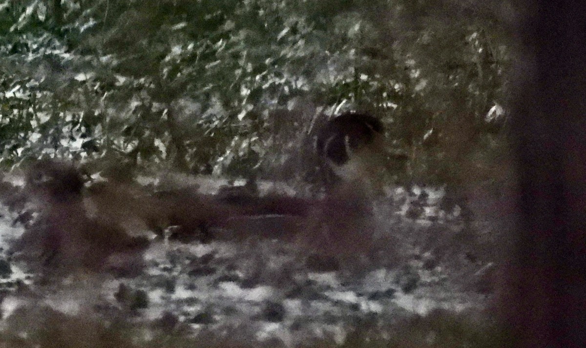 アメリカオシ - ML649185761