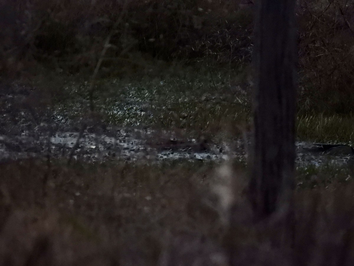 アメリカオシ - ML649185762