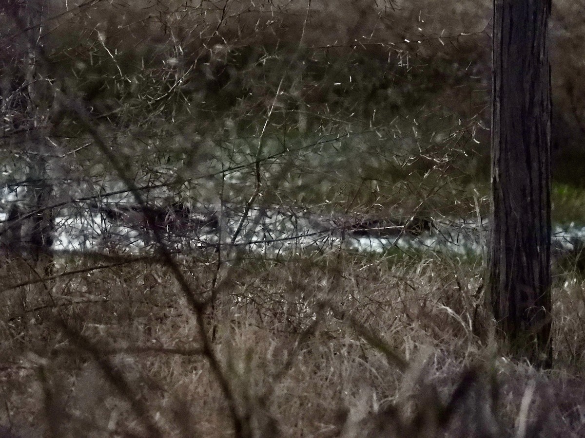 アメリカオシ - ML649185766