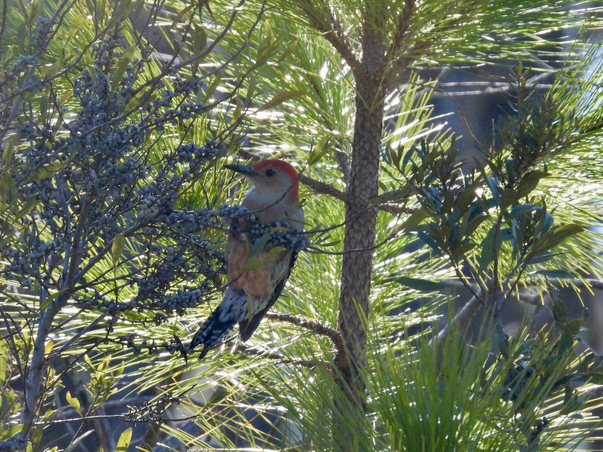 Red-bellied Woodpecker - ML649185835
