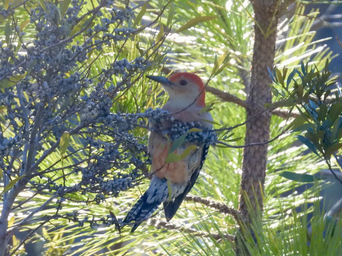 Red-bellied Woodpecker - ML649185837