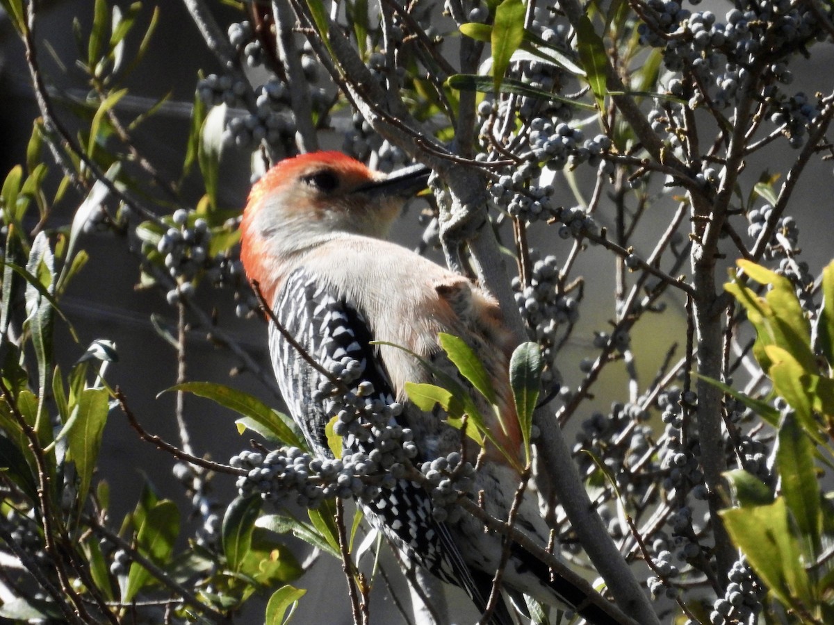 Red-bellied Woodpecker - ML649185838