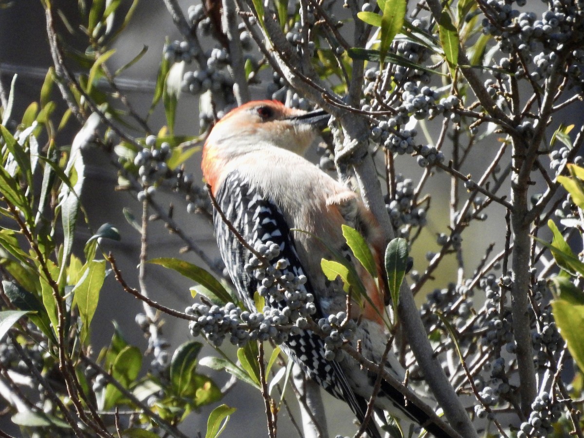 Red-bellied Woodpecker - ML649185839