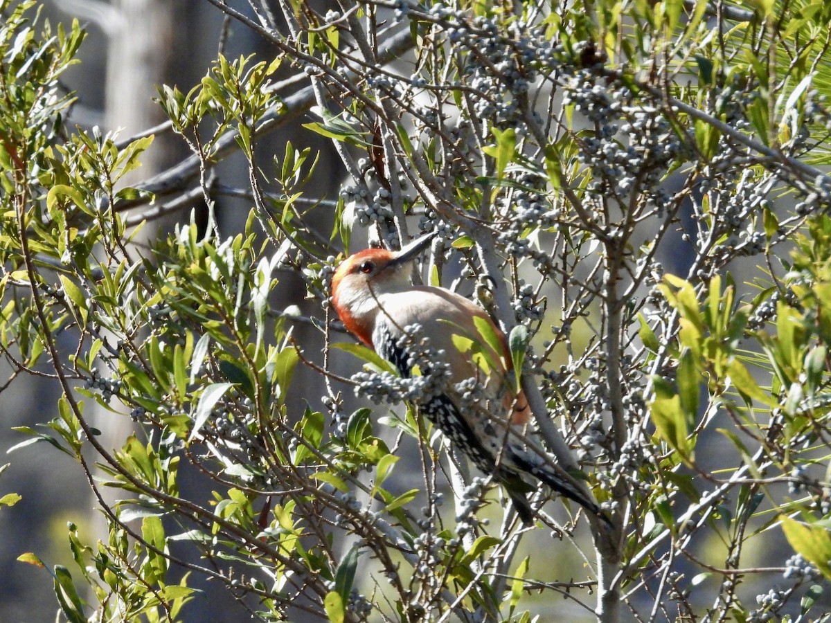 Red-bellied Woodpecker - ML649185842