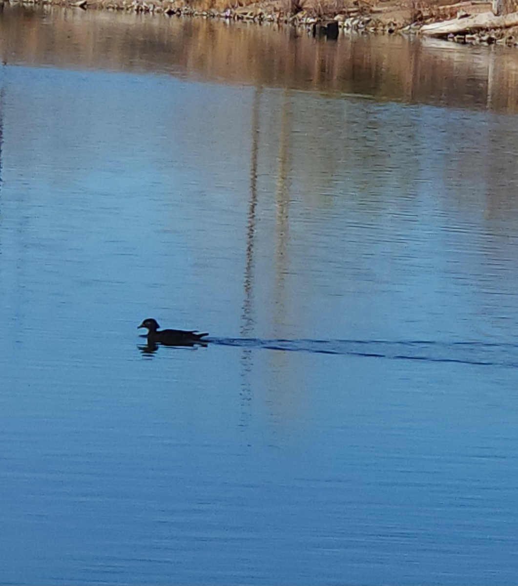 アメリカオシ - ML649185972