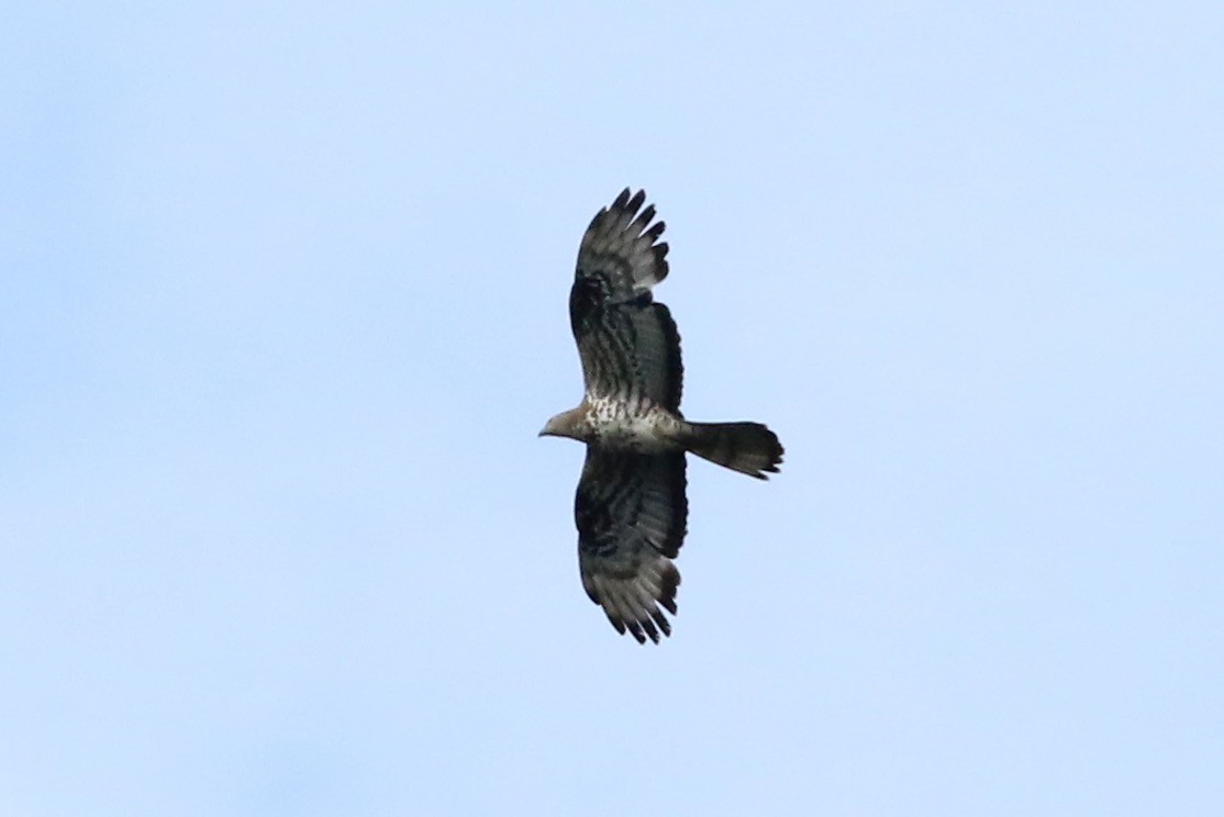 European Honey-buzzard - ML64918621