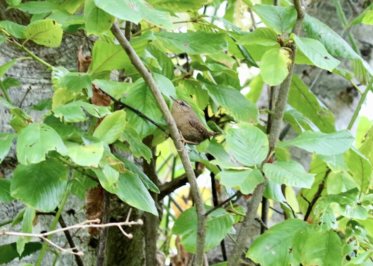 Pacific Wren - ML649186234