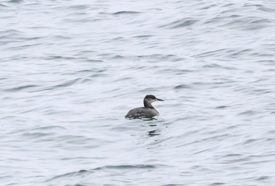 Red-necked Grebe - ML649186340