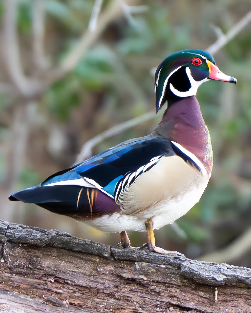 アメリカオシ - ML649186342