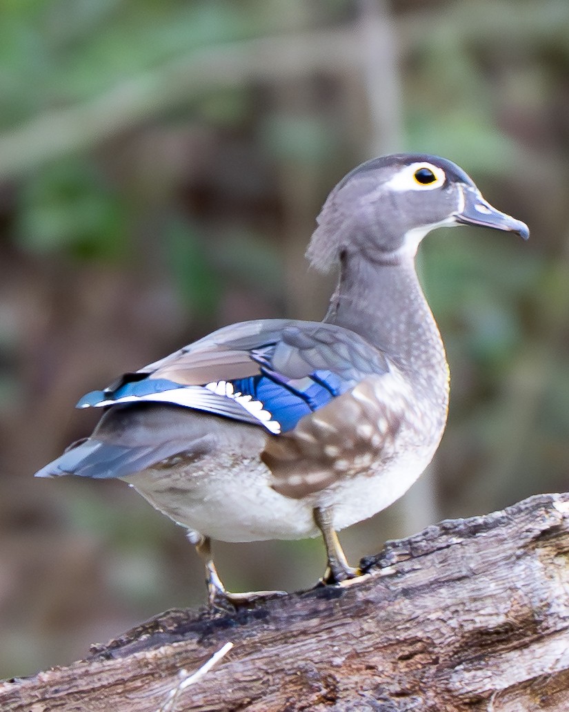 アメリカオシ - ML649186343