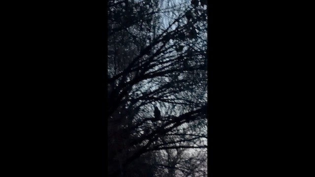 Great Horned Owl - ML649186442