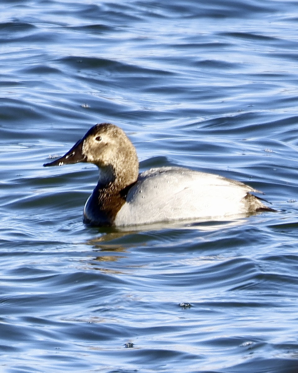 Canvasback - ML649186443