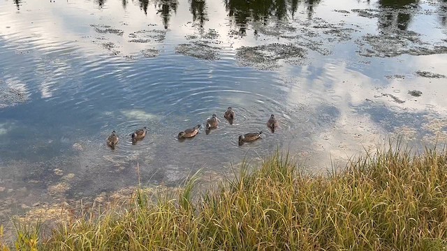 葡萄胸鴨 - ML649186484