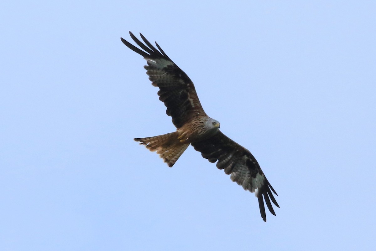 Red Kite - ML64918651