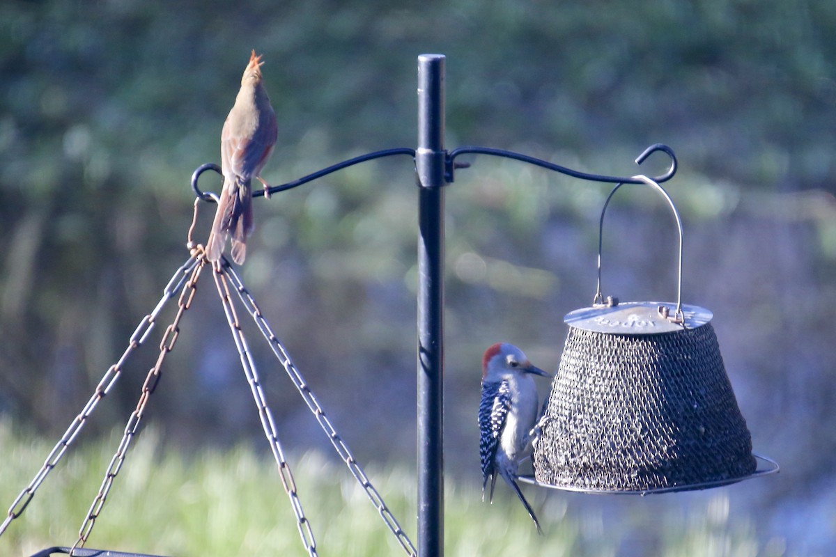 Red-bellied Woodpecker - ML649186728