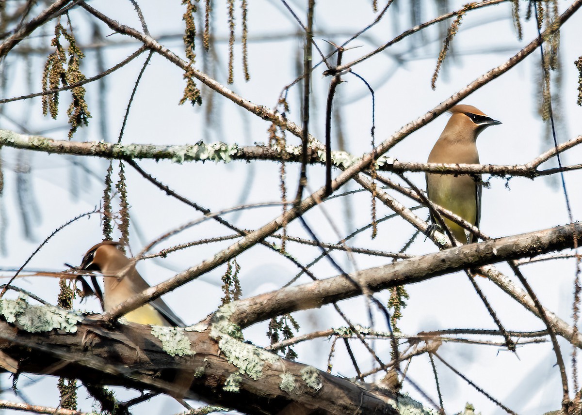 ציצנית אמריקנית - ML649186782