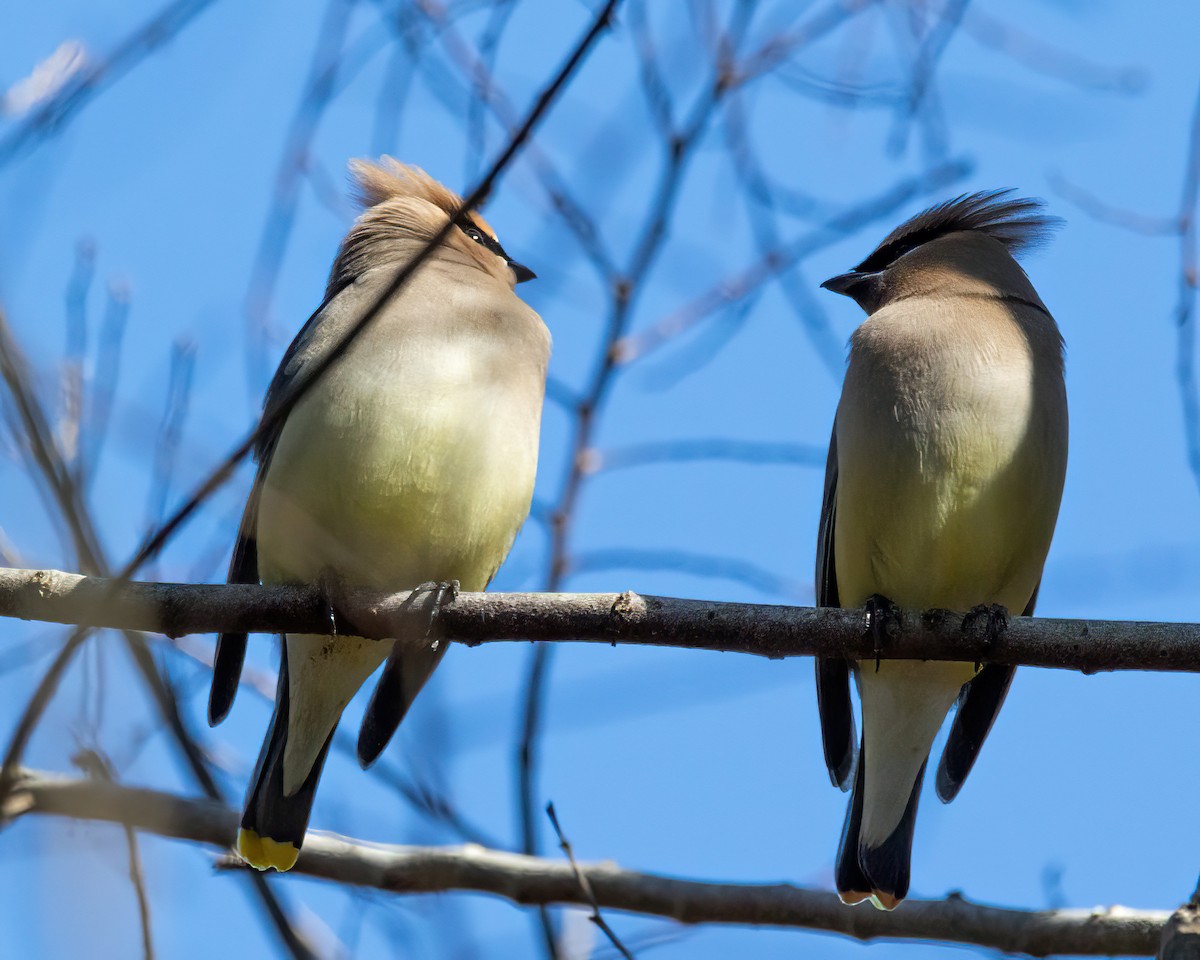 ציצנית אמריקנית - ML649186786