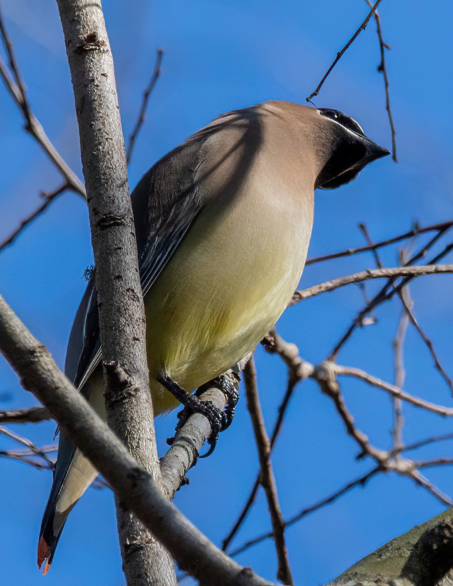 ציצנית אמריקנית - ML649186788