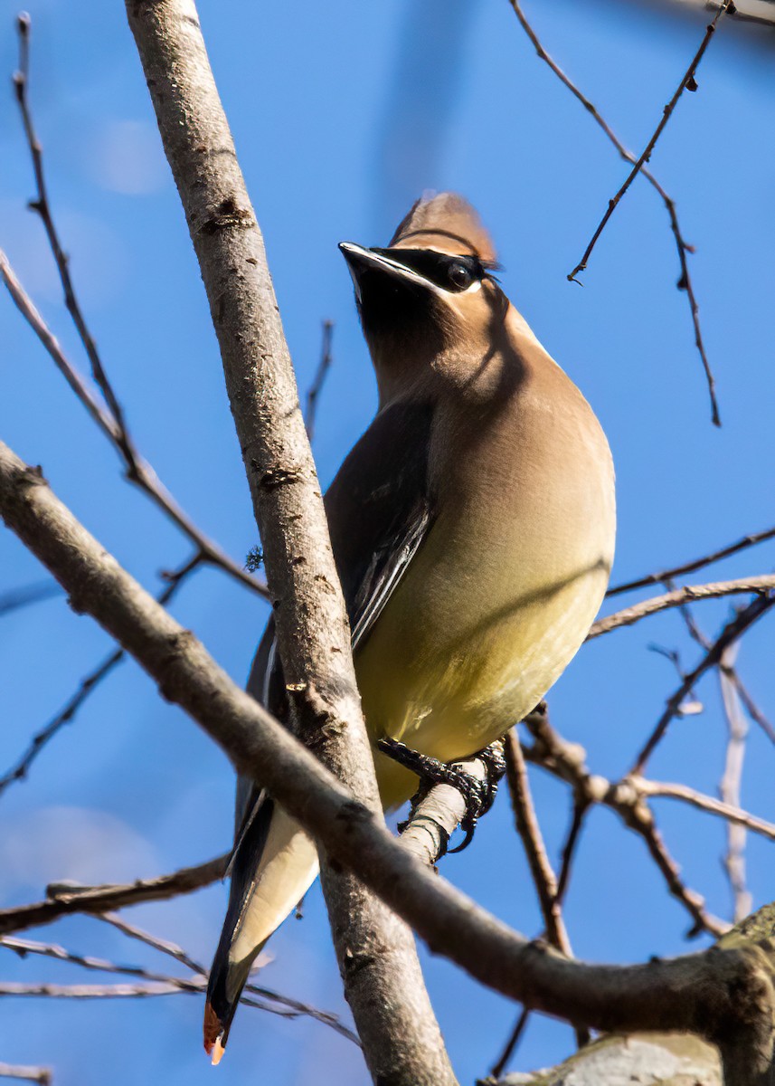 ציצנית אמריקנית - ML649186797